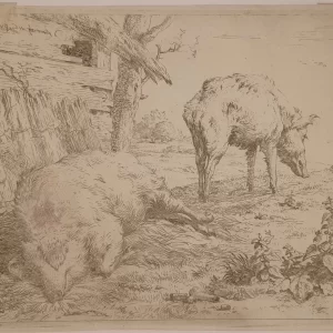 Twee varkens