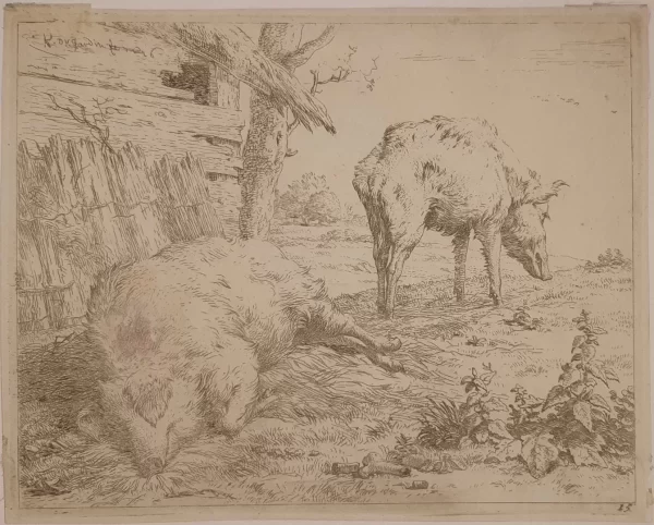Twee varkens