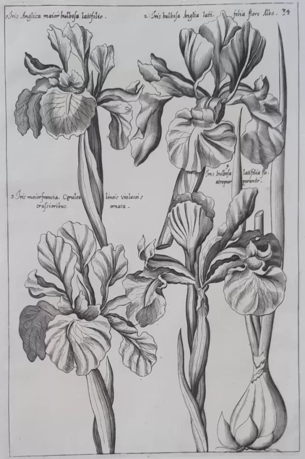 Iris. Plate 34 from the book Florilegium Amplissimum et Selectissimum