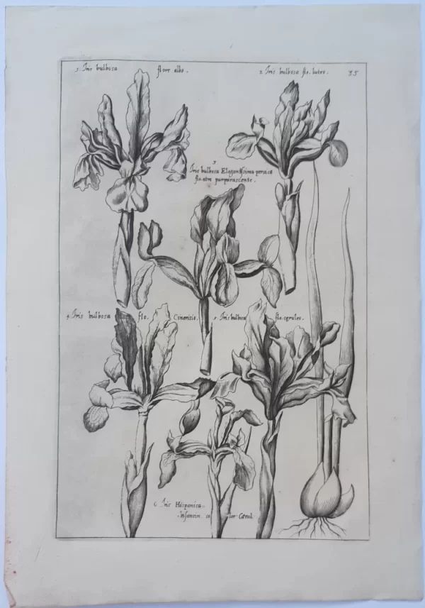 Iris. Plate 35 from the book Florilegium Amplissimum et Selectissimum - Image 2