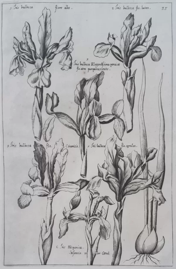 Iris. Plate 35 from the book Florilegium Amplissimum et Selectissimum
