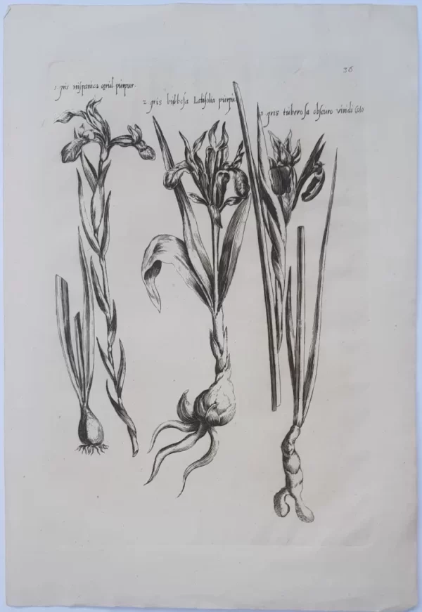 Iris. Plate 36 from the book Florilegium Amplissimum et Selectissimum - Image 2