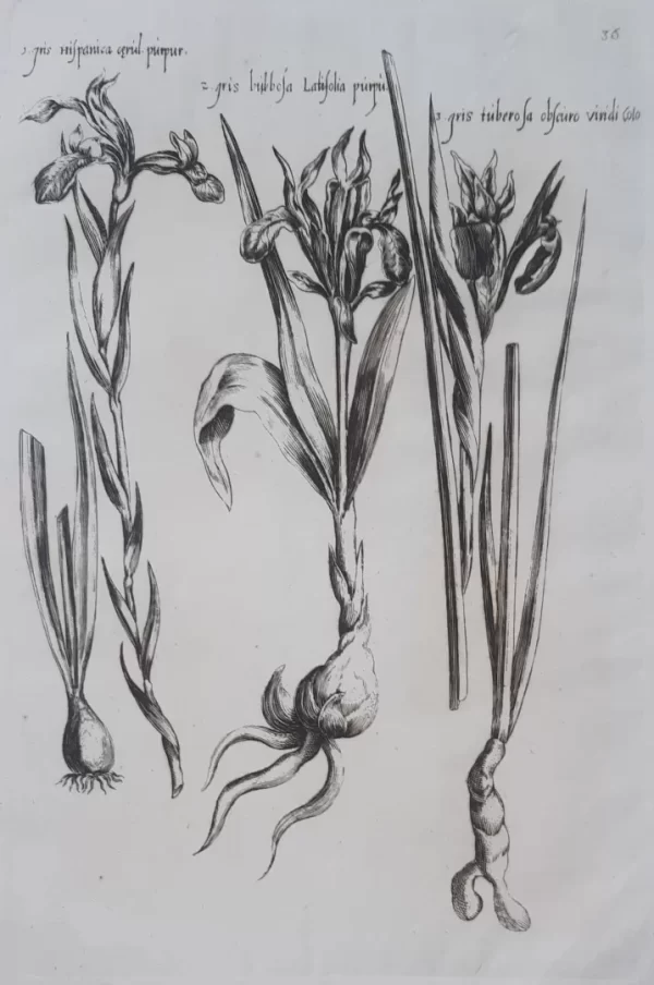 Iris. Plate 36 from the book Florilegium Amplissimum et Selectissimum