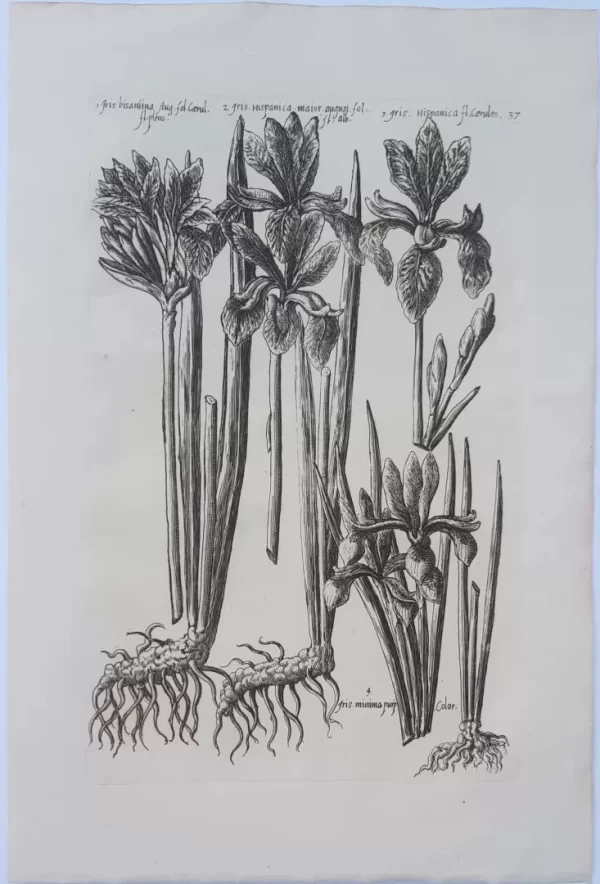 Iris. Plate 37 from the book Florilegium Amplissimum et Selectissimum - Image 2