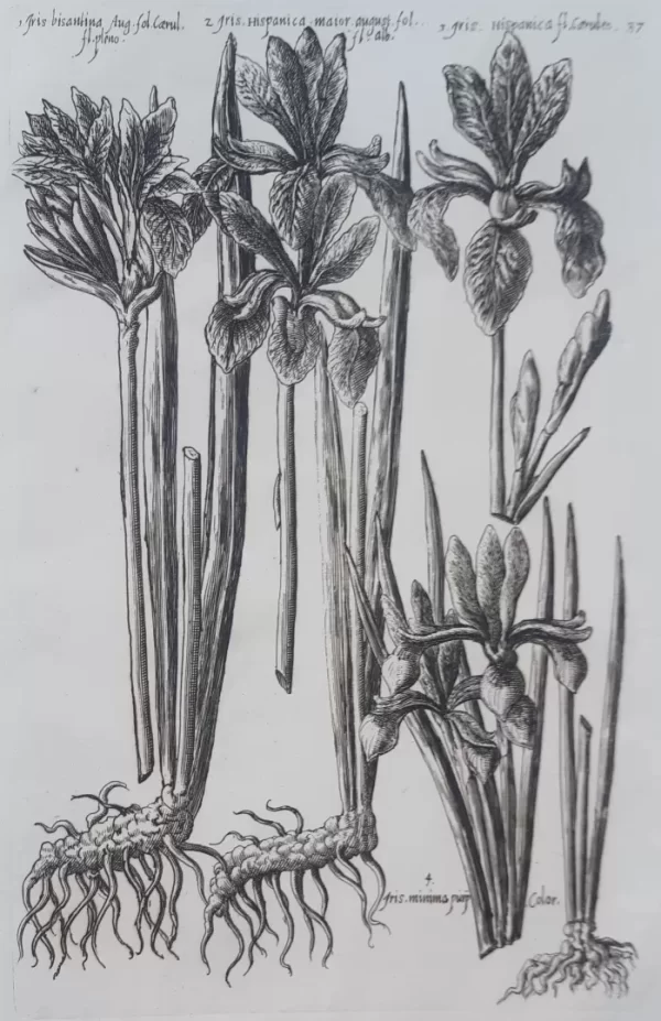 Iris. Plate 37 from the book Florilegium Amplissimum et Selectissimum