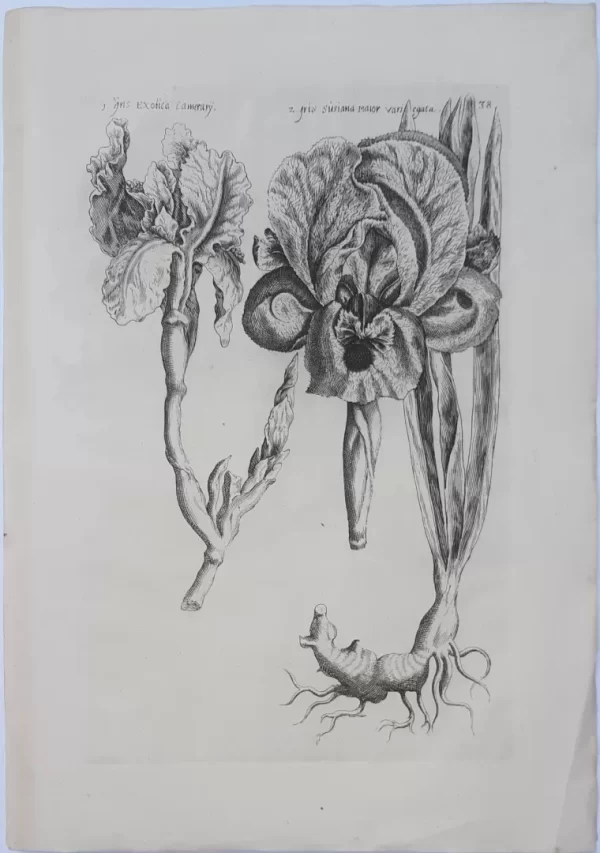 Iris. Tafel 38 aus dem Buch Florilegium Amplissimum et Selectissimum – Bild 2