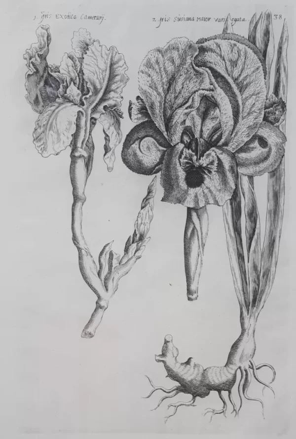 Iris. Tafel 38 aus dem Buch Florilegium Amplissimum et Selectissimum