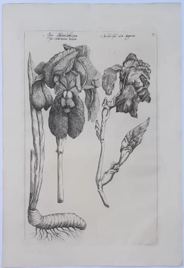 Iris. Tafel 39 aus dem Buch Florilegium Amplissimum et Selectissimum – Bild 2