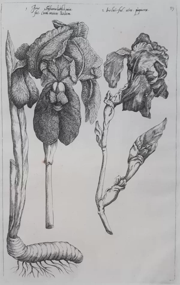 Iris. Tafel 39 aus dem Buch Florilegium Amplissimum et Selectissimum