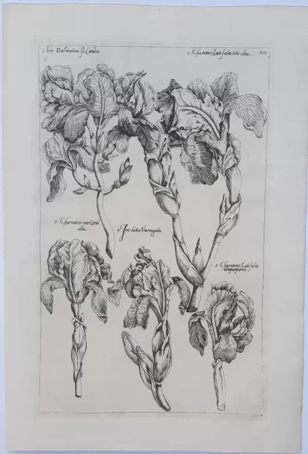 Iris. Plate 40 from the book Florilegium Amplissimum et Selectissimum - Image 2
