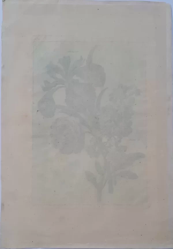 Irise de Perse, Semidouble und Giroflée Blanche No.3 – Bild 3