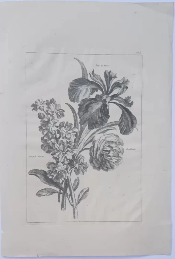 Irise de Perse, Semidouble und Giroflée Blanche No.3 – Bild 2