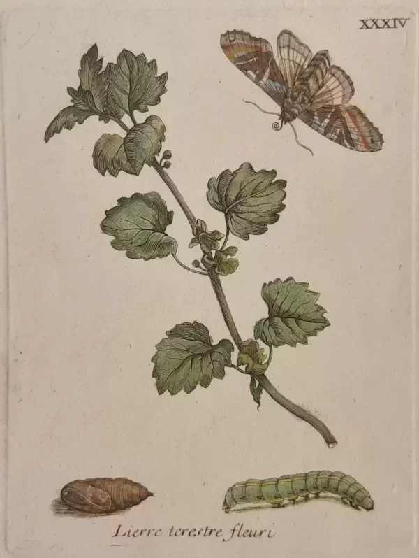No. XXXIV "Lierre terestre fleuri"