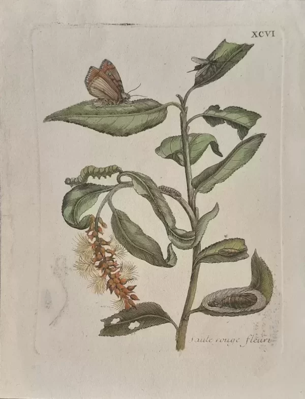 No. XCVI "Saule rouge fleuri" - Image 2