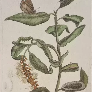 No. XCVI "Saule rouge fleuri"