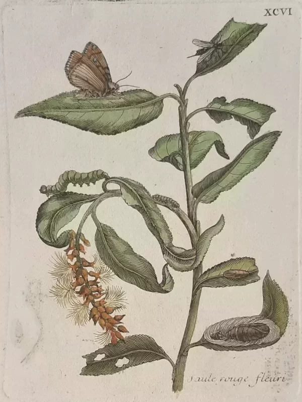 No. XCVI "Saule rouge fleuri"