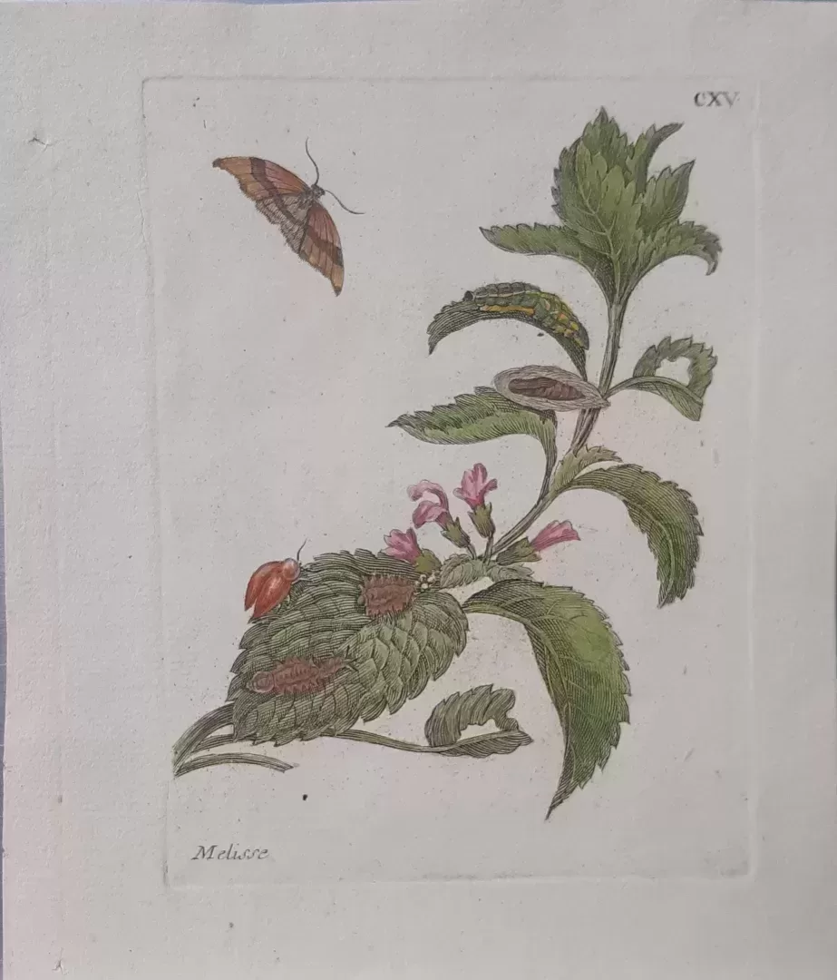 Nr. CXV "Melisse" - Afbeelding 2