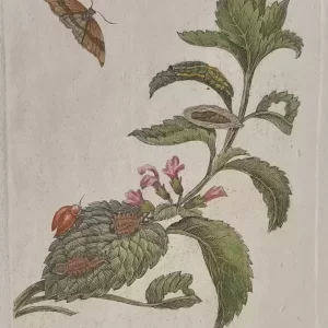 No. CXV "Melissa"